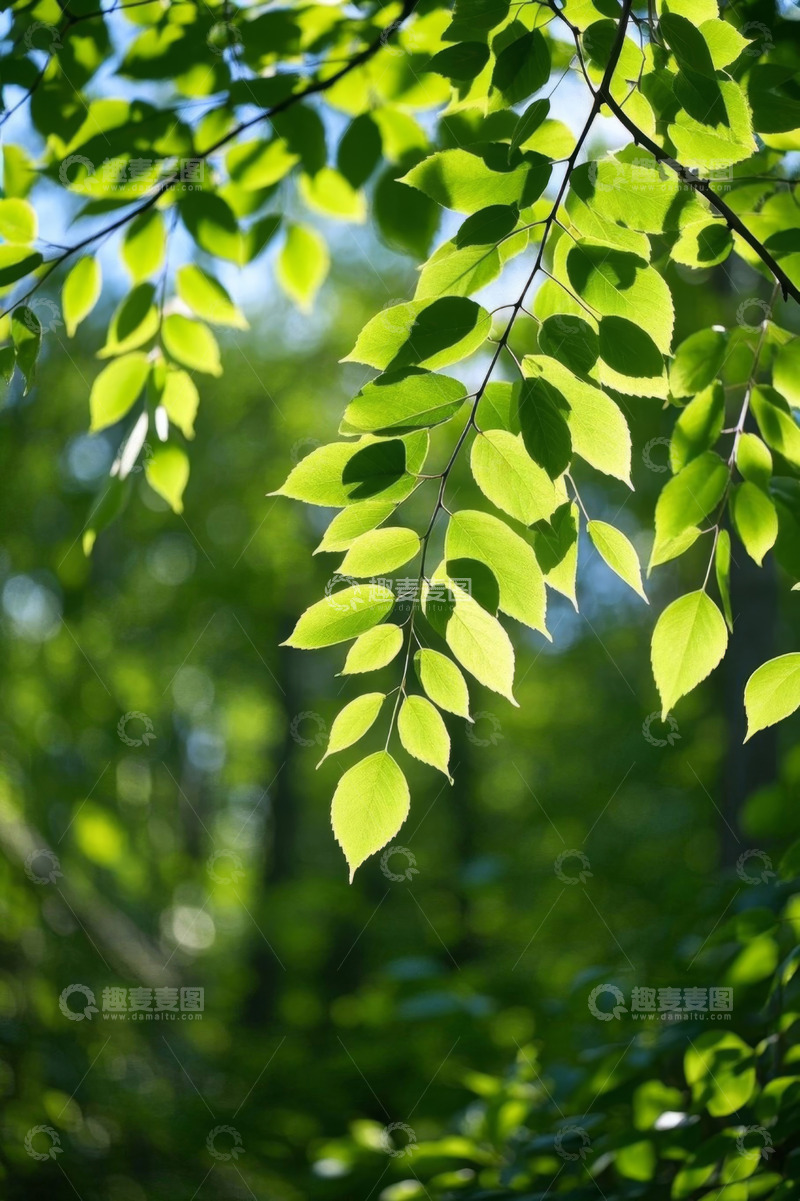 高清大图下载【趣麦麦图】阳光下的翠绿树叶