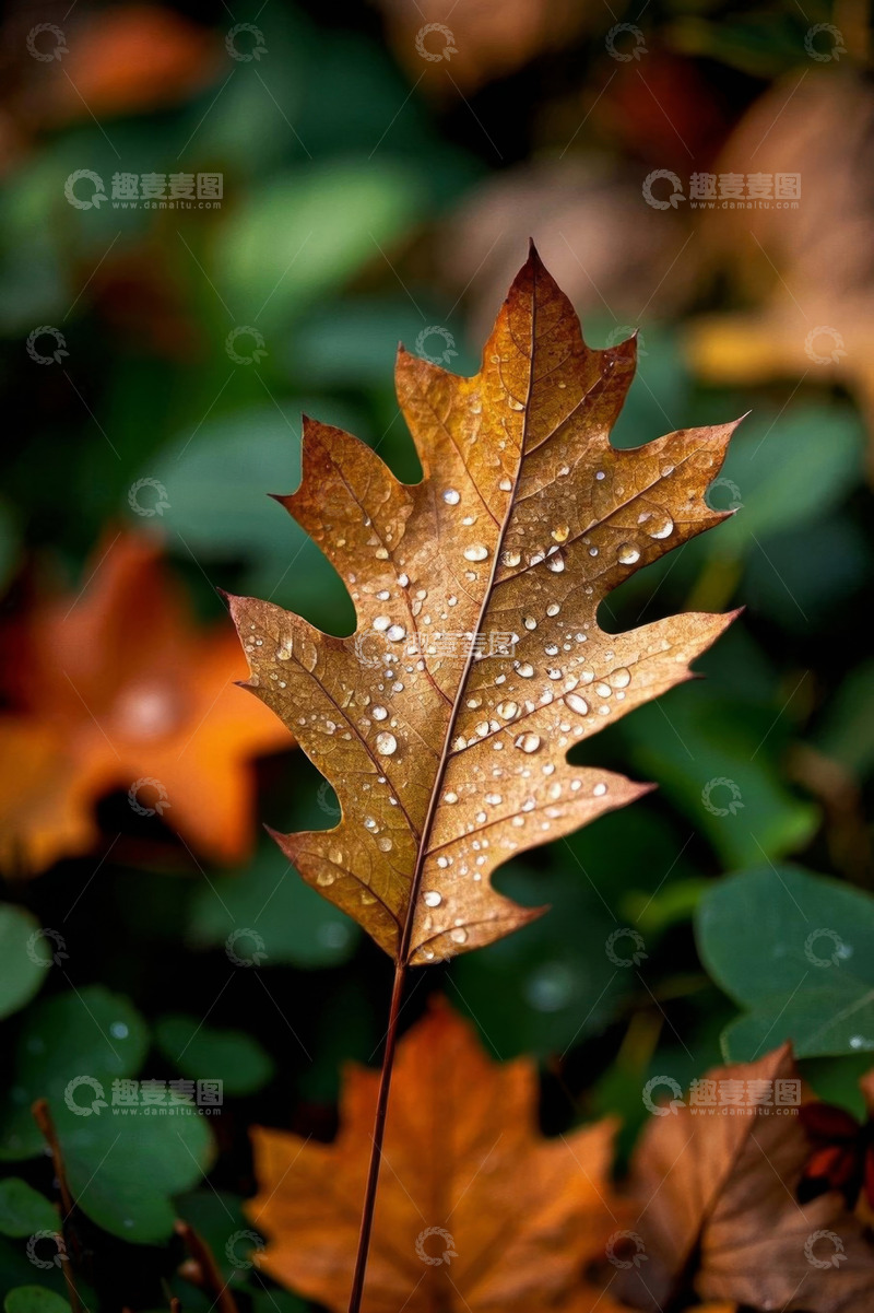 高清大图下载【趣麦麦图】带水珠的秋季枯叶特写