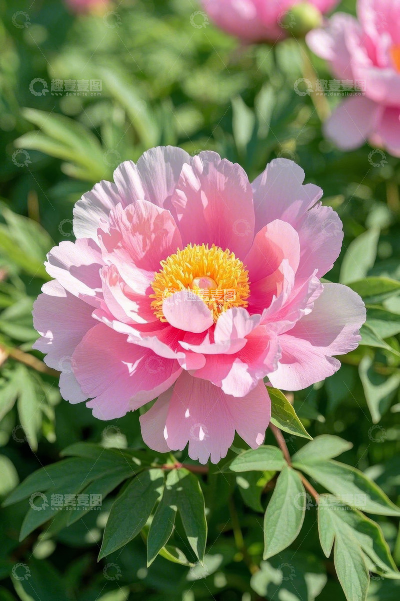 高清大图下载【趣麦麦图】粉色牡丹花特写