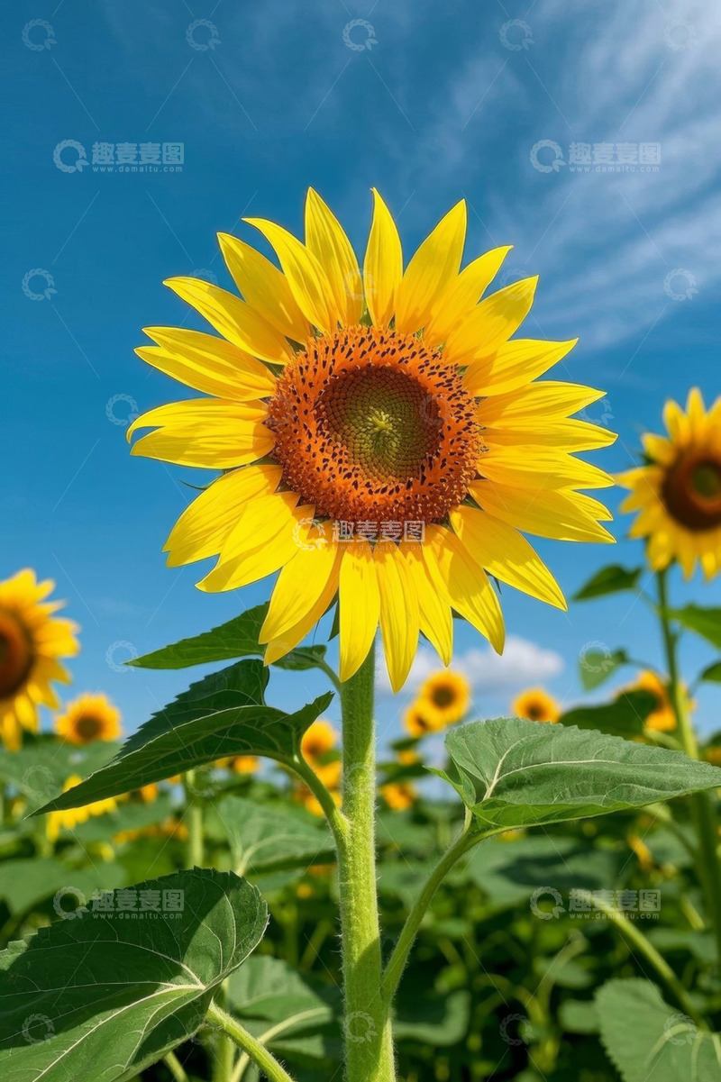 高清大图下载【趣麦麦图】蓝天下绽放的向日葵
