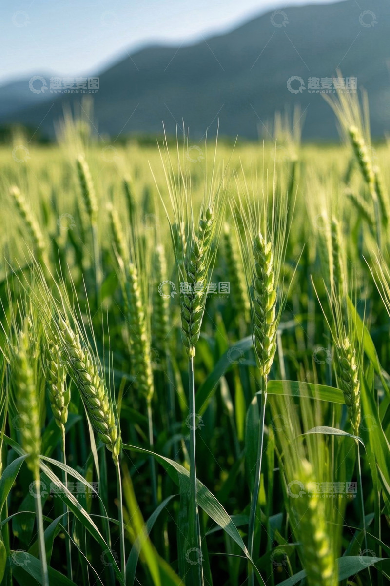高清大图下载【趣麦麦图】田野中的小麦生长景象