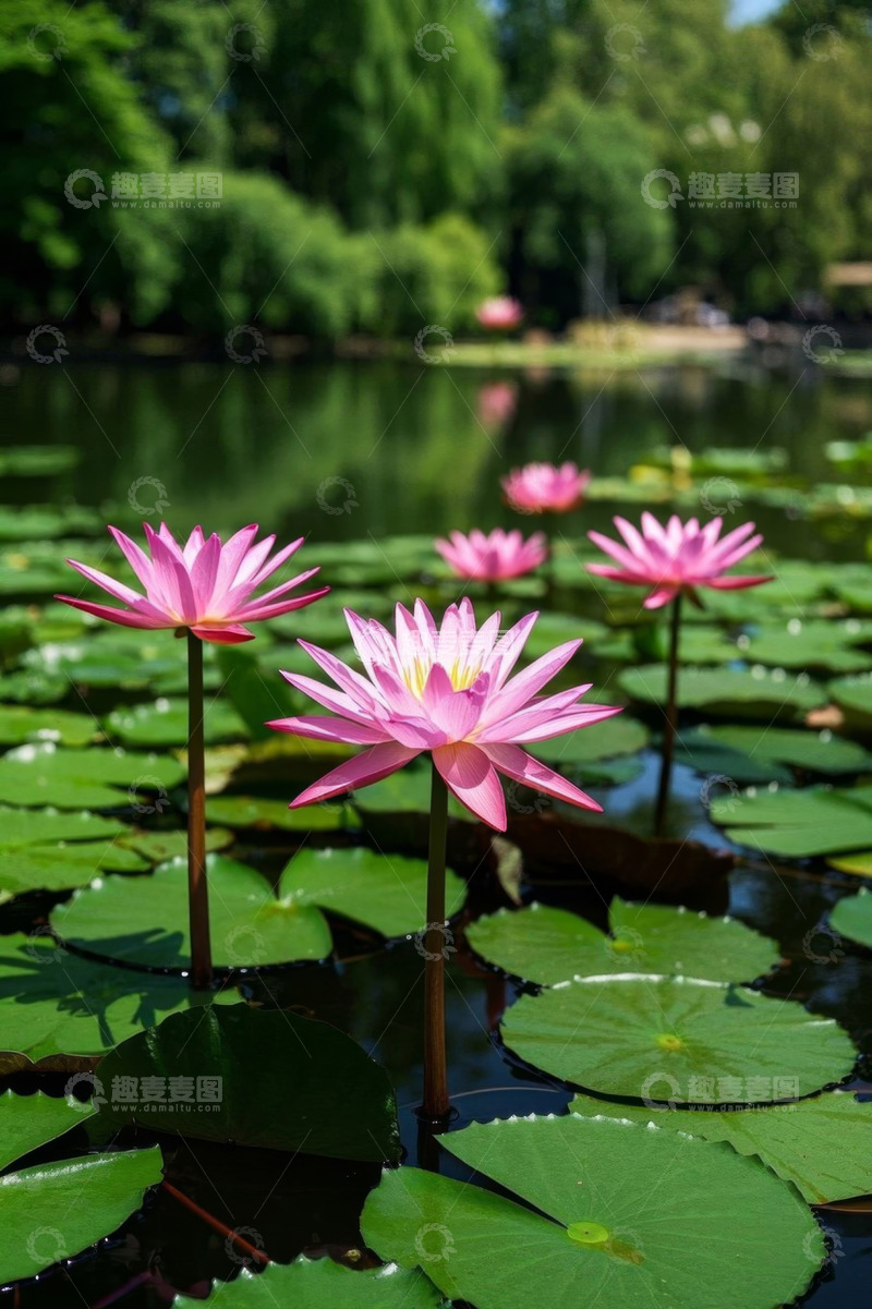 高清大图下载【趣麦麦图】池塘中的粉色睡莲与荷叶