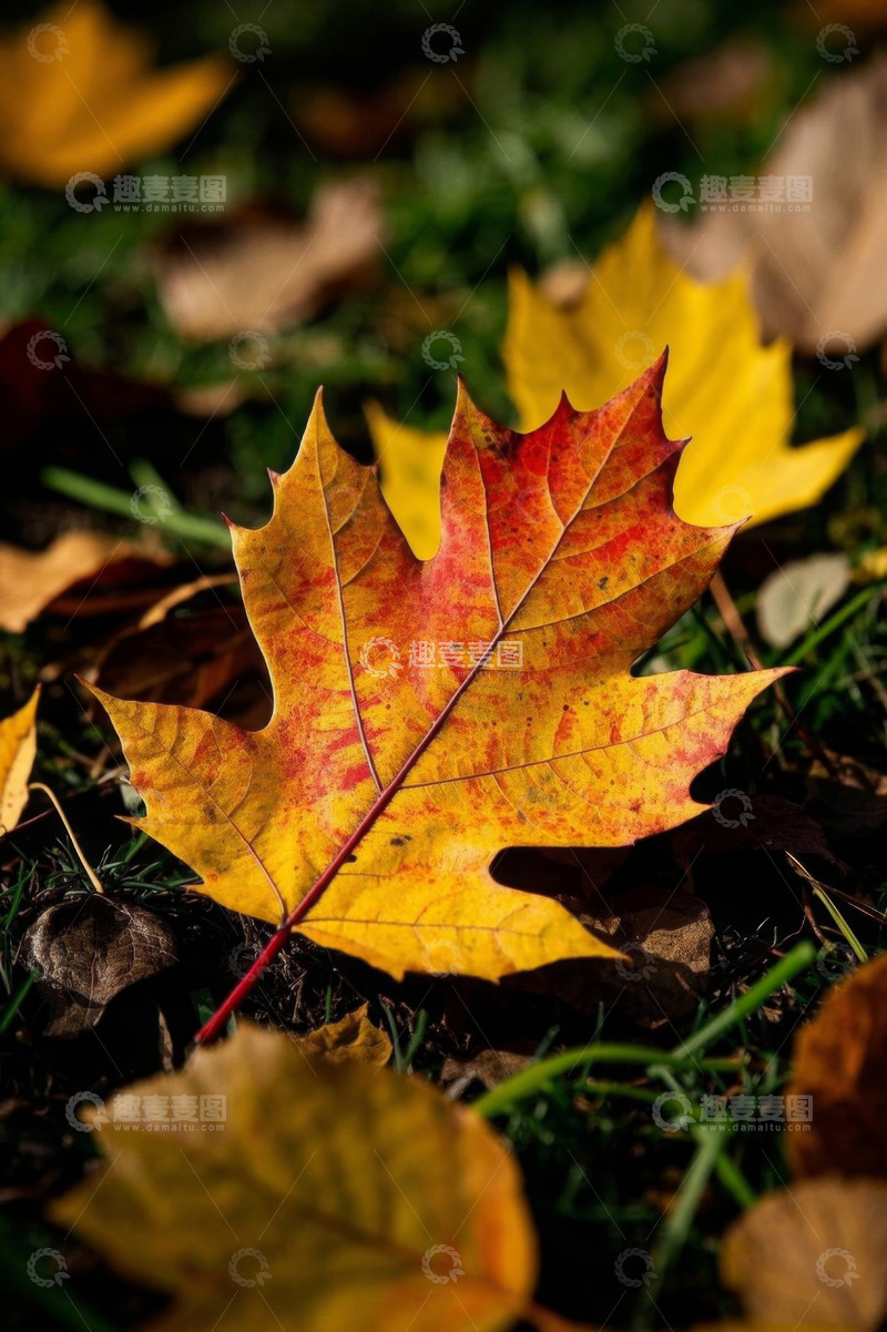 高清大图下载【趣麦麦图】草地上的秋天枫叶特写