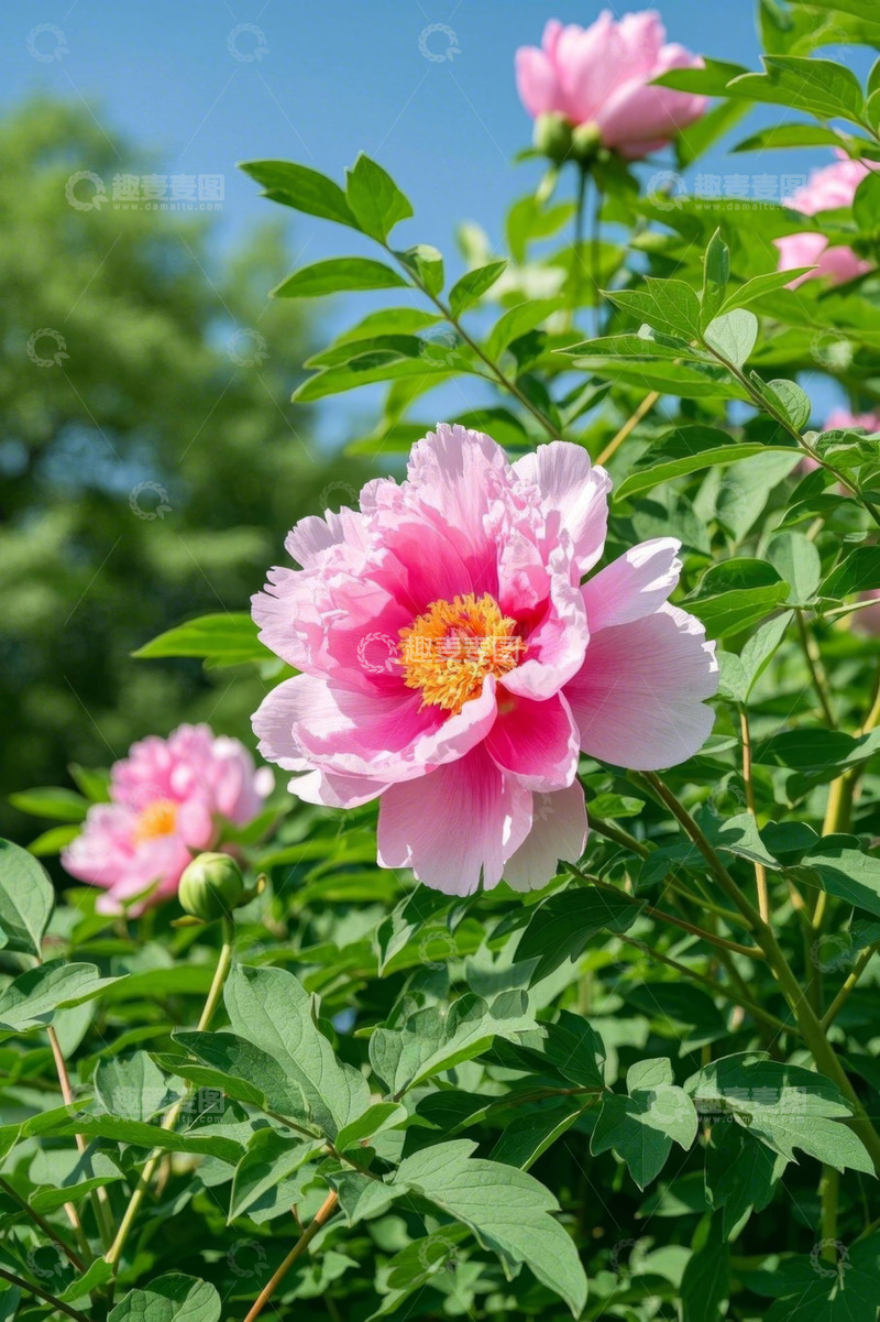 高清大图下载【趣麦麦图】盛开的粉色牡丹花特写