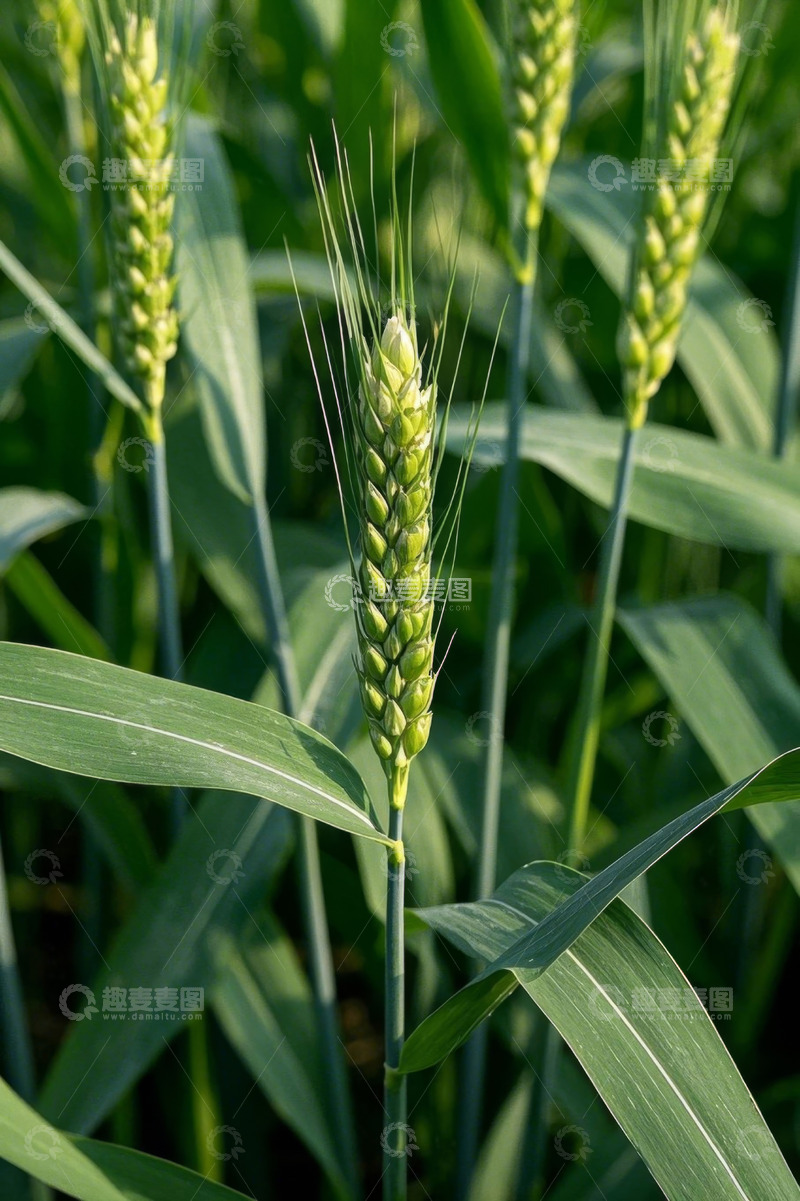 高清大图下载【趣麦麦图】生长中的绿色小麦植株