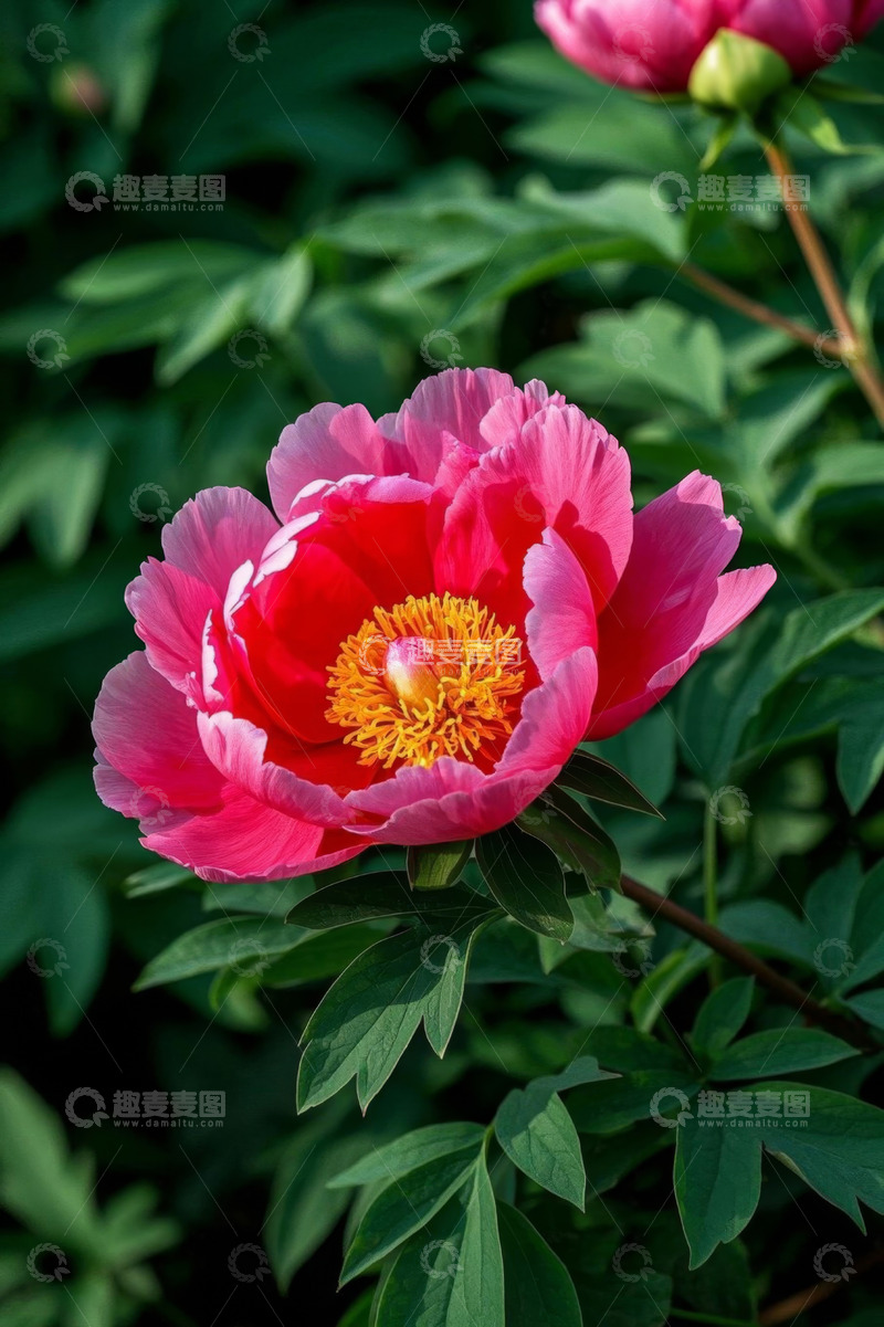 高清大图下载【趣麦麦图】盛开的粉红色牡丹花