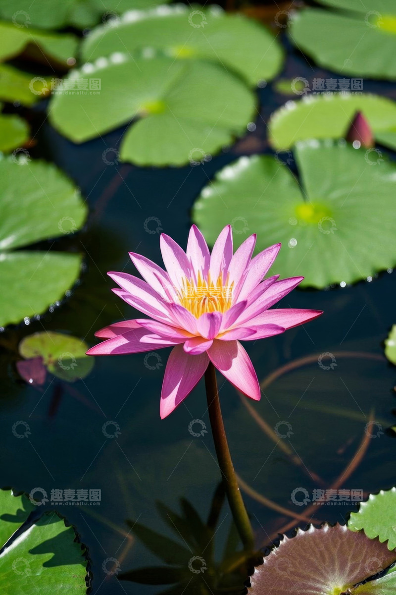 高清大图下载【趣麦麦图】池塘中绽放的粉色睡莲