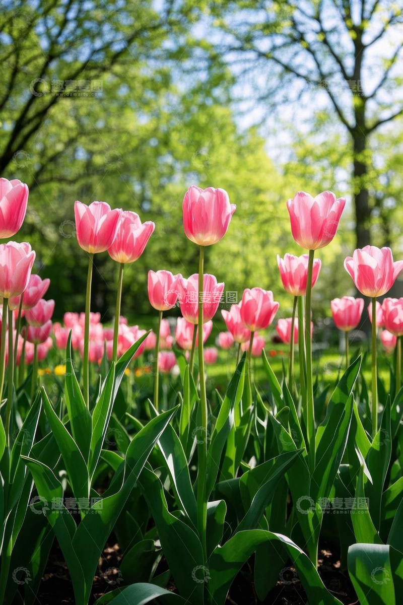 高清大图下载【趣麦麦图】花园中盛开的粉色郁金香