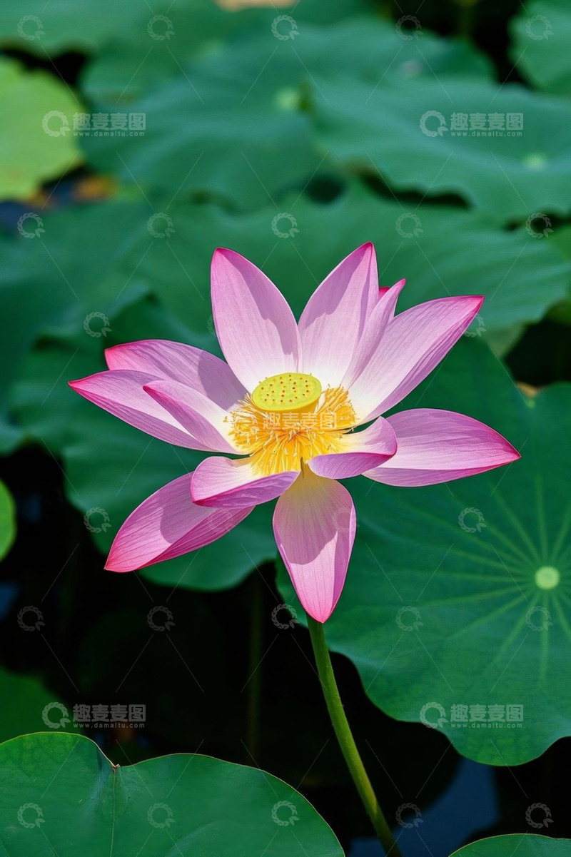 高清大图下载【趣麦麦图】盛开的粉色荷花与荷叶