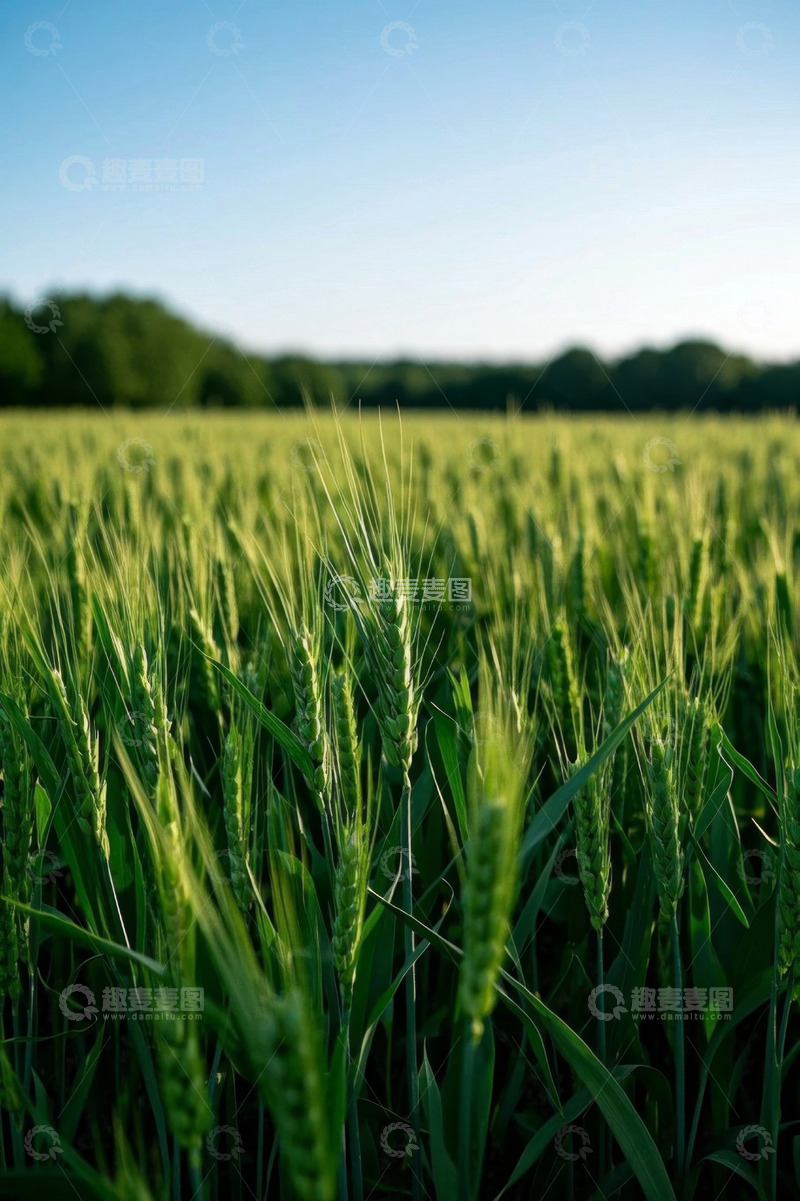 高清大图下载【趣麦麦图】绿色小麦田自然风光