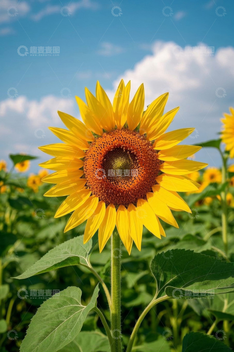 高清大图下载【趣麦麦图】阳光下盛开的向日葵