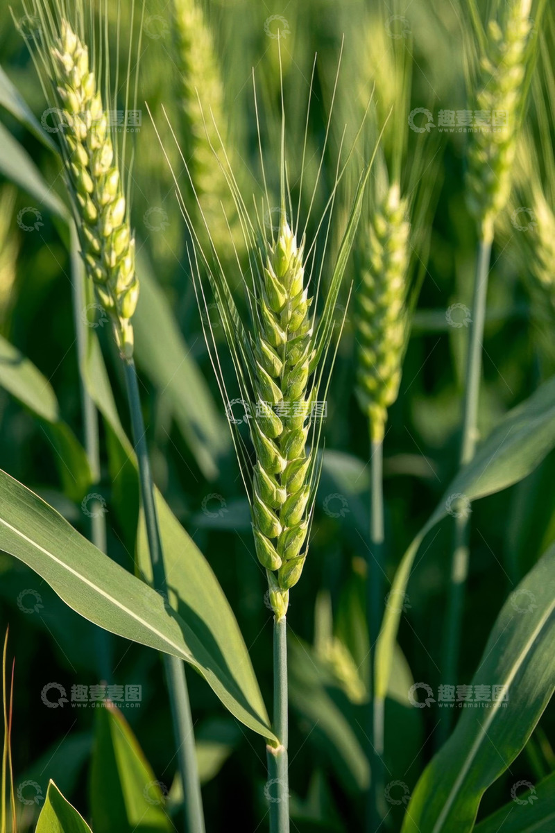 高清大图下载【趣麦麦图】生长中的绿色小麦特写