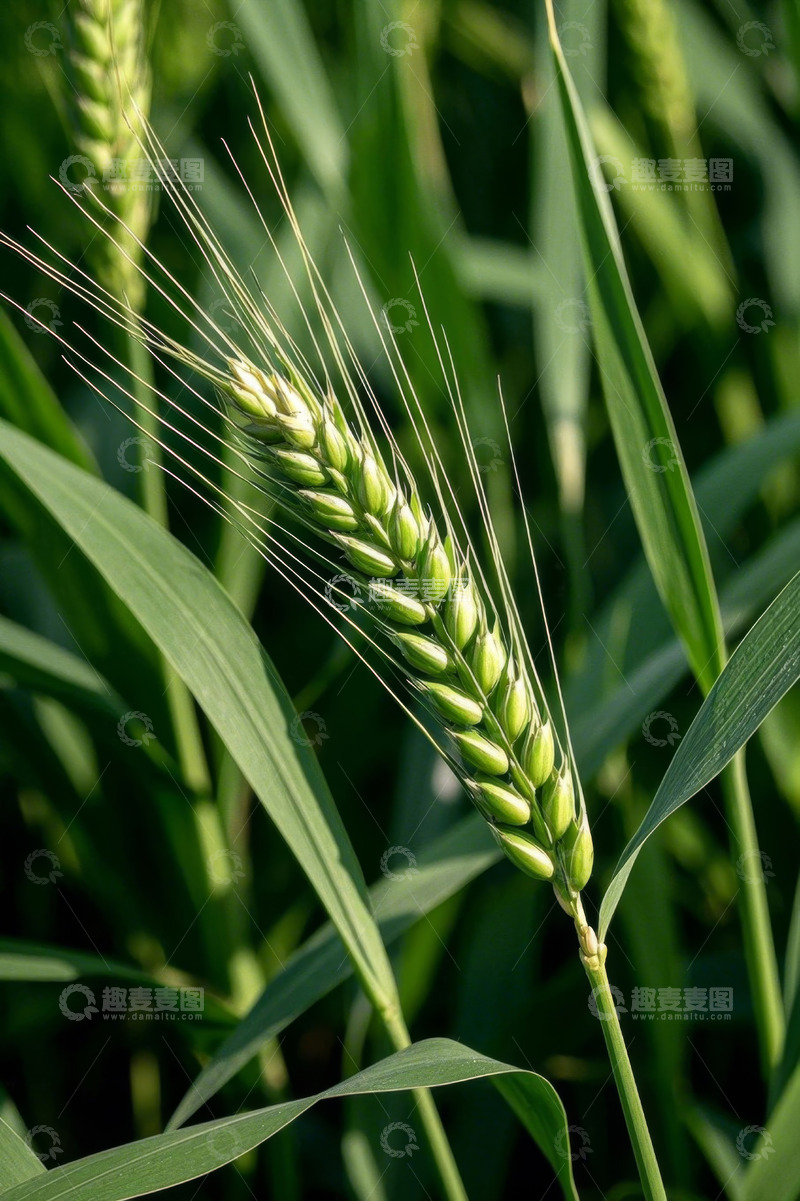 高清大图下载【趣麦麦图】绿色小麦特写