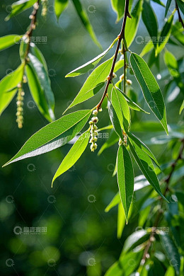 高清大图下载【趣麦麦图】阳光下的嫩绿柳枝特写