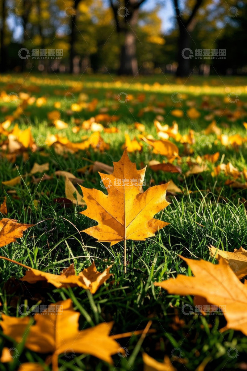 高清大图下载【趣麦麦图】公园草地散落的黄色秋叶