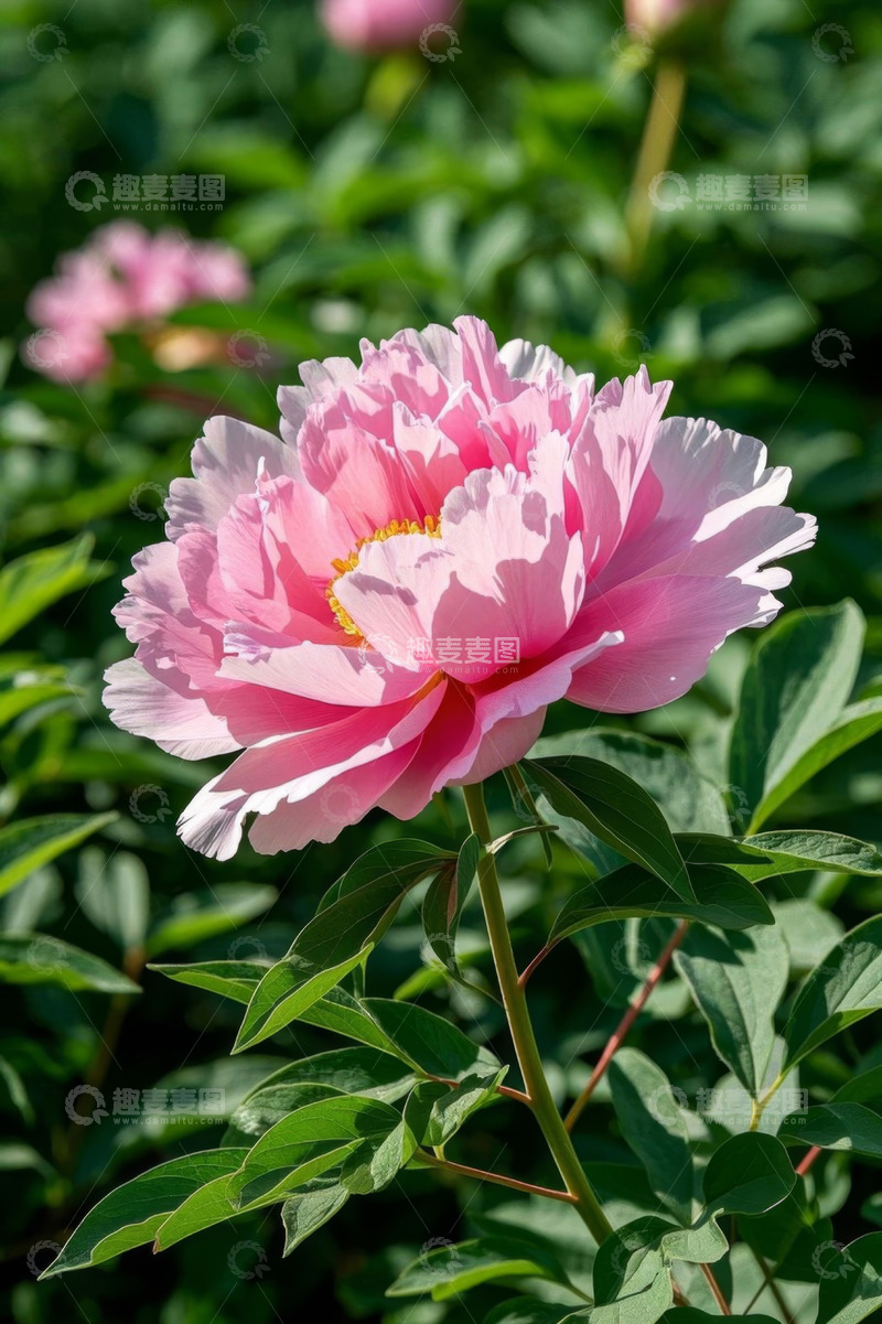 高清大图下载【趣麦麦图】盛开的粉色牡丹花特写