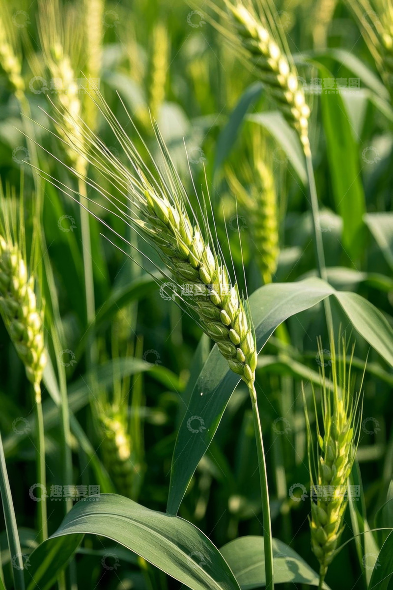 高清大图下载【趣麦麦图】生长中的绿色小麦特写