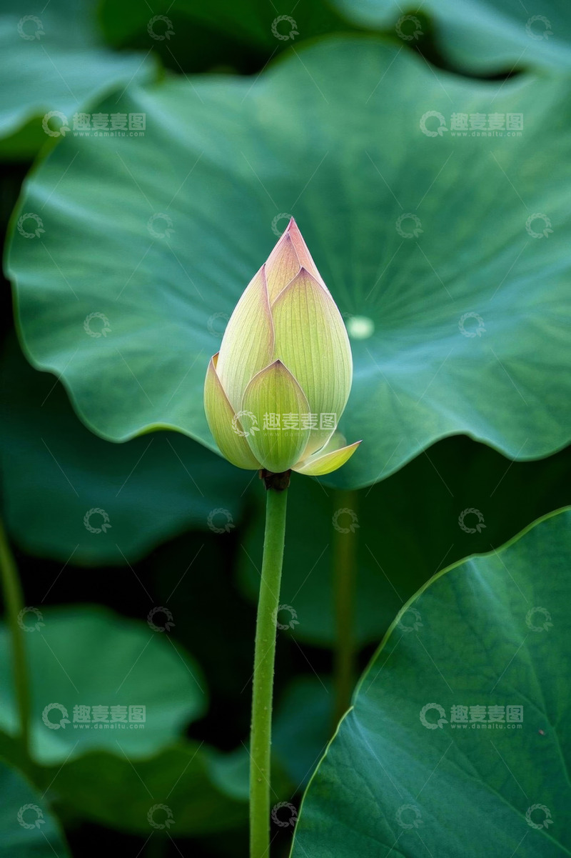 高清大图下载【趣麦麦图】含苞待放的荷花与荷叶