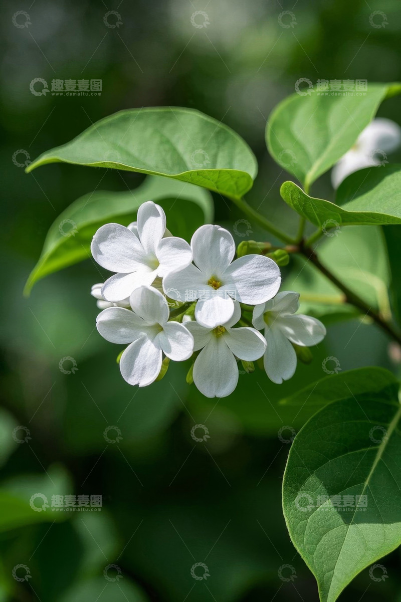 高清大图下载【趣麦麦图】白色花卉与绿叶特写