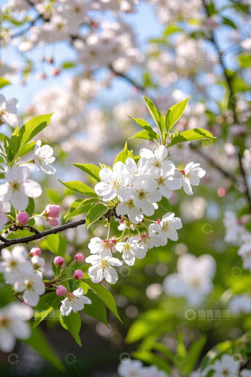 高清大图下载【趣麦麦图】盛开的白色樱花特写