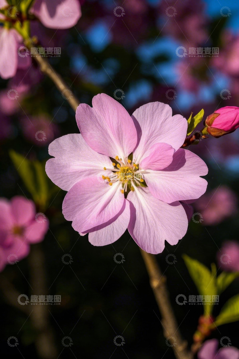 高清大图下载【趣麦麦图】盛开的粉色花朵特写