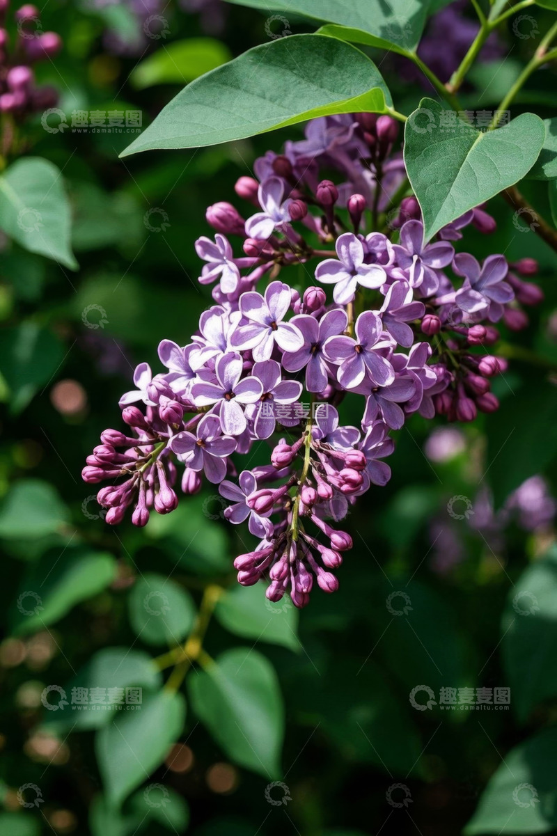 高清大图下载【趣麦麦图】紫色丁香花特写