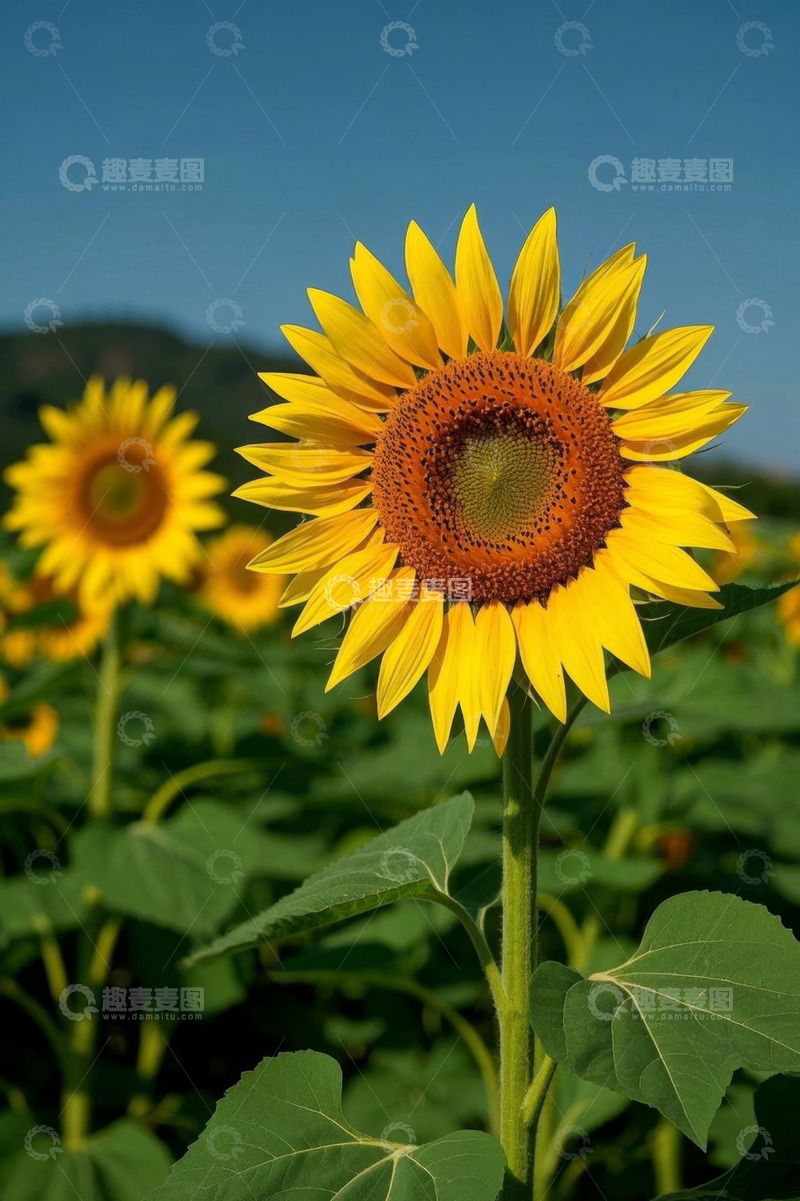 高清大图下载【趣麦麦图】向日葵花田特写