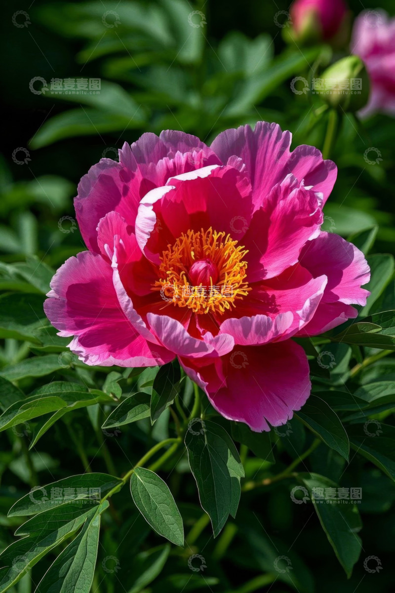 高清大图下载【趣麦麦图】盛开的粉色牡丹花特写