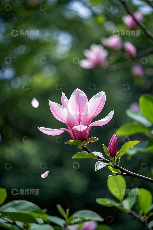 盛开的粉色玉兰花特写