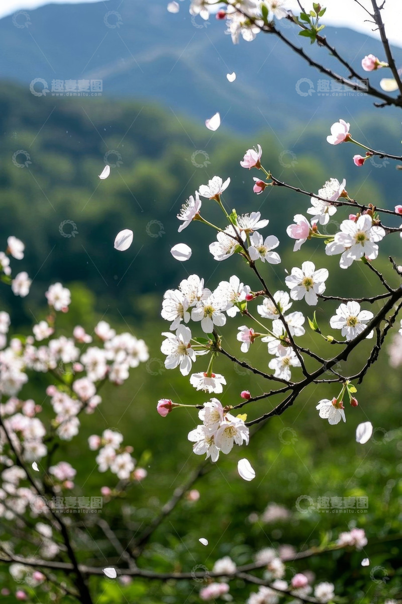 高清大图下载【趣麦麦图】山间盛开飘落的白色繁花