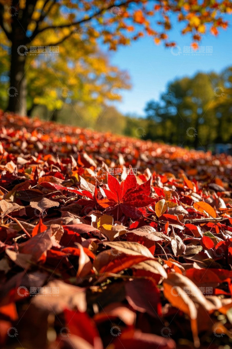 高清大图下载【趣麦麦图】户外秋日红叶落叶景象