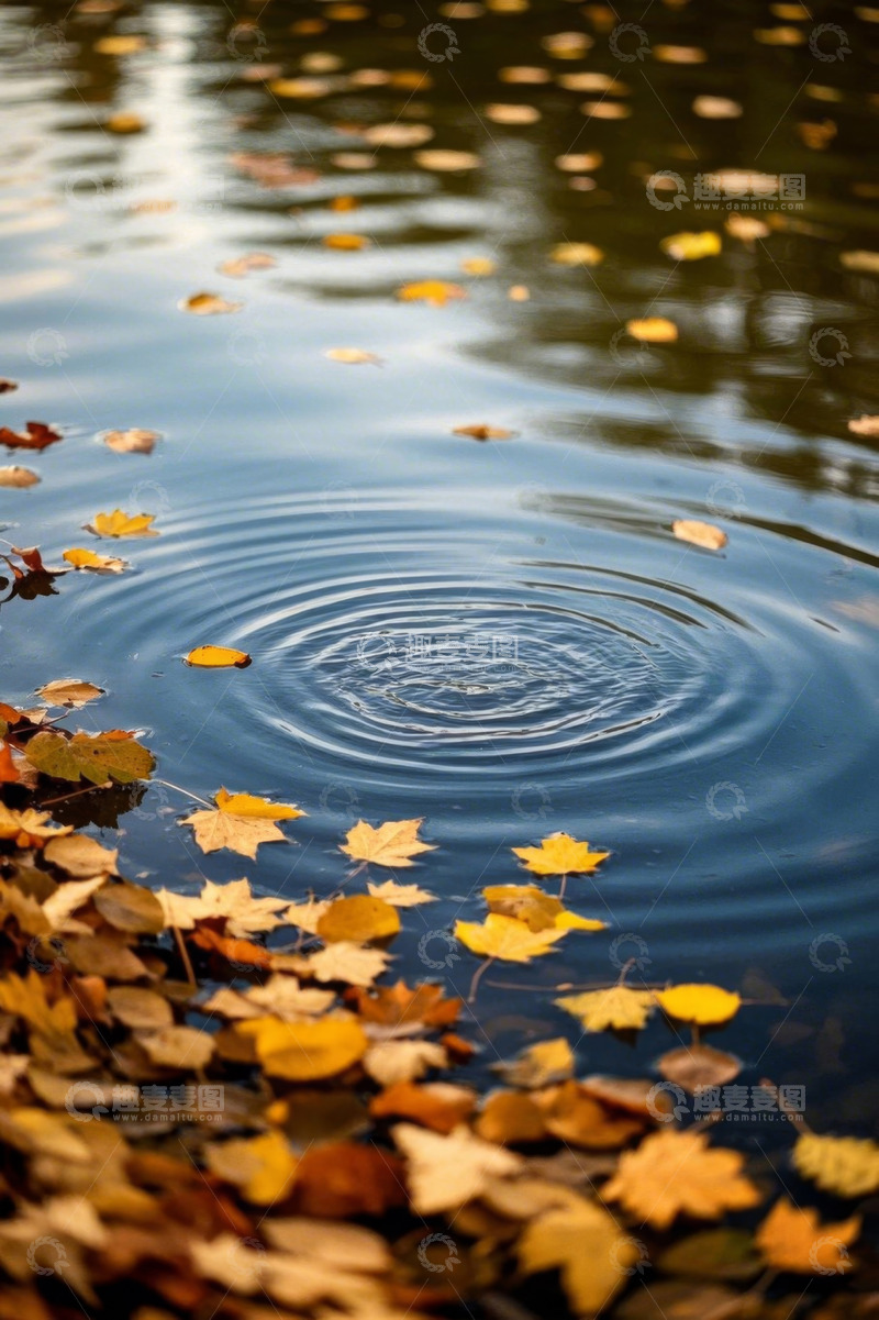 高清大图下载【趣麦麦图】水面漂浮秋叶泛起涟漪