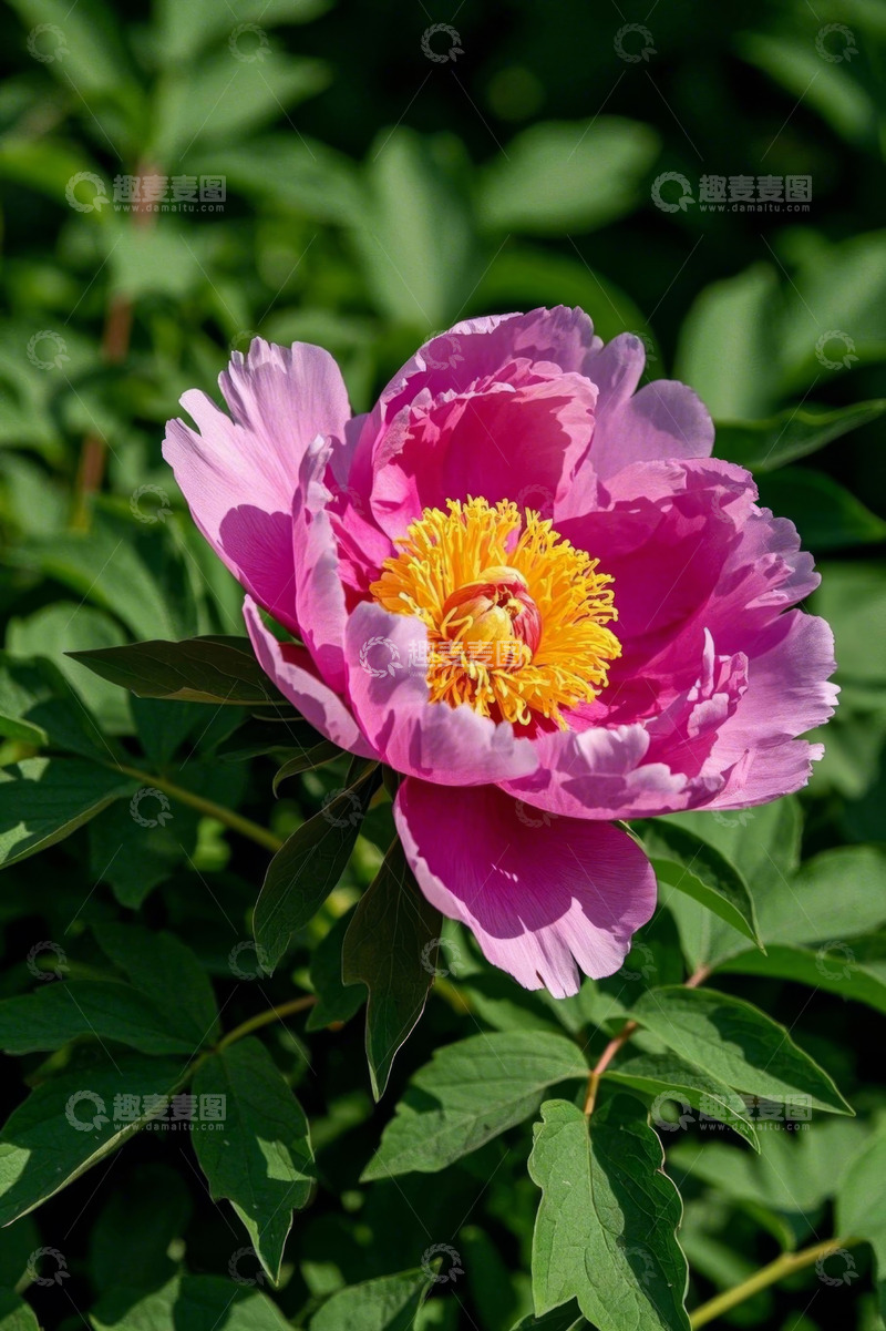 高清大图下载【趣麦麦图】特写粉色牡丹花