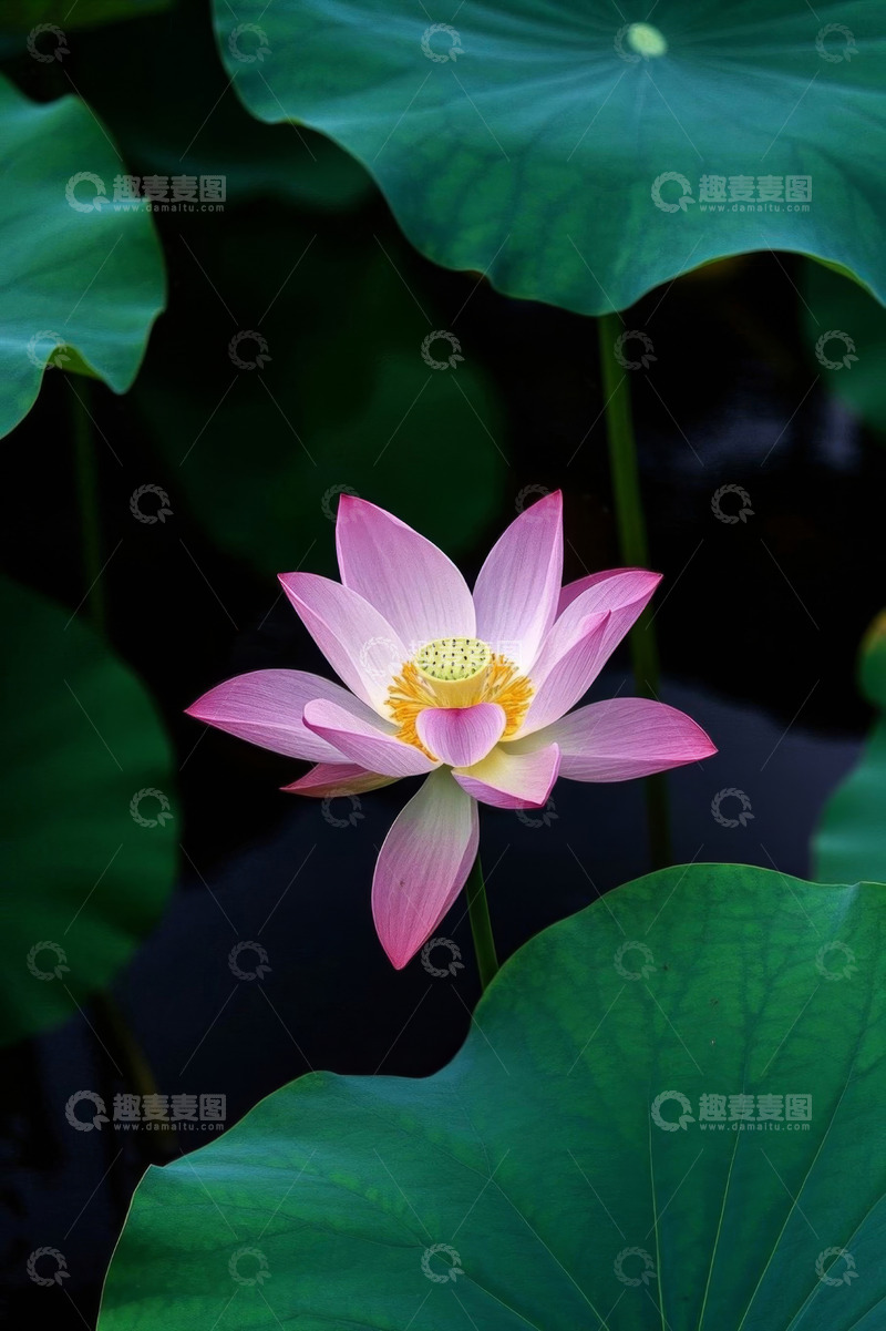 高清大图下载【趣麦麦图】盛开的粉色荷花与荷叶