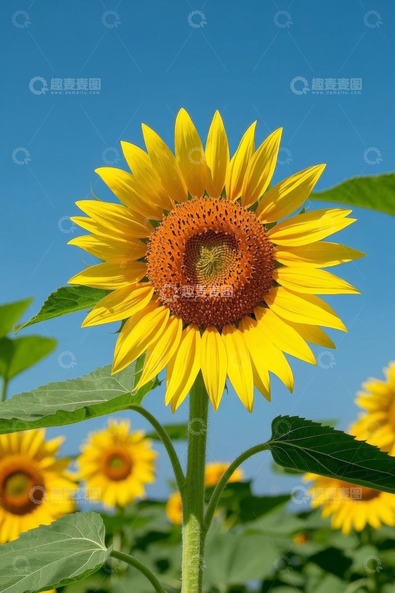 高清大图下载【趣麦麦图】向日葵蓝天自然景观