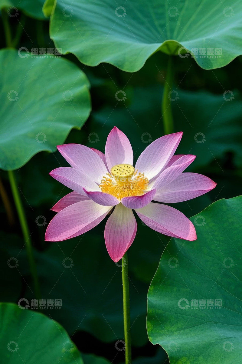 高清大图下载【趣麦麦图】盛开的粉色荷花与荷叶