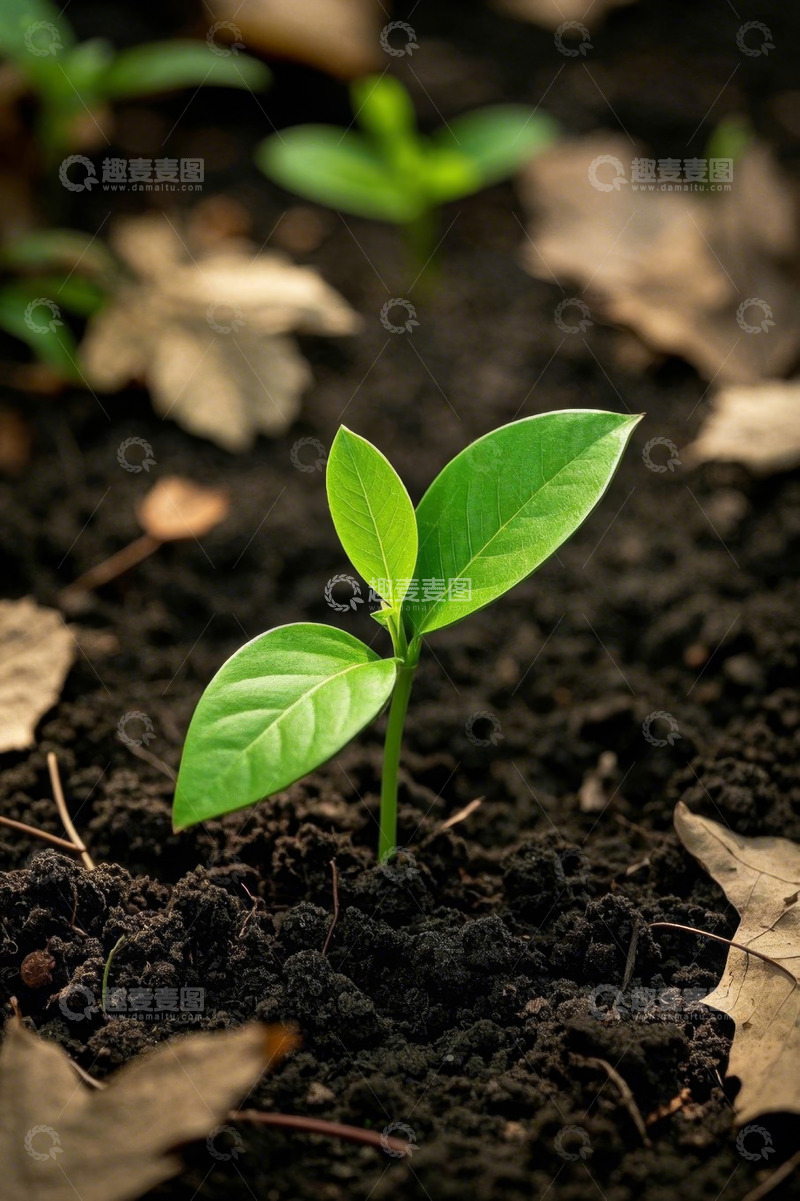 高清大图下载【趣麦麦图】土壤中生长的嫩绿植物幼苗
