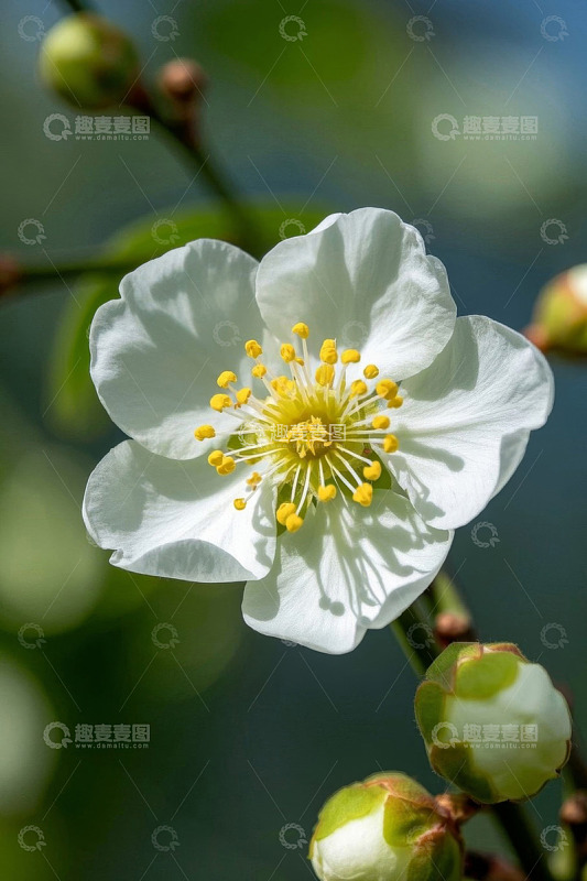 白色花朵特写