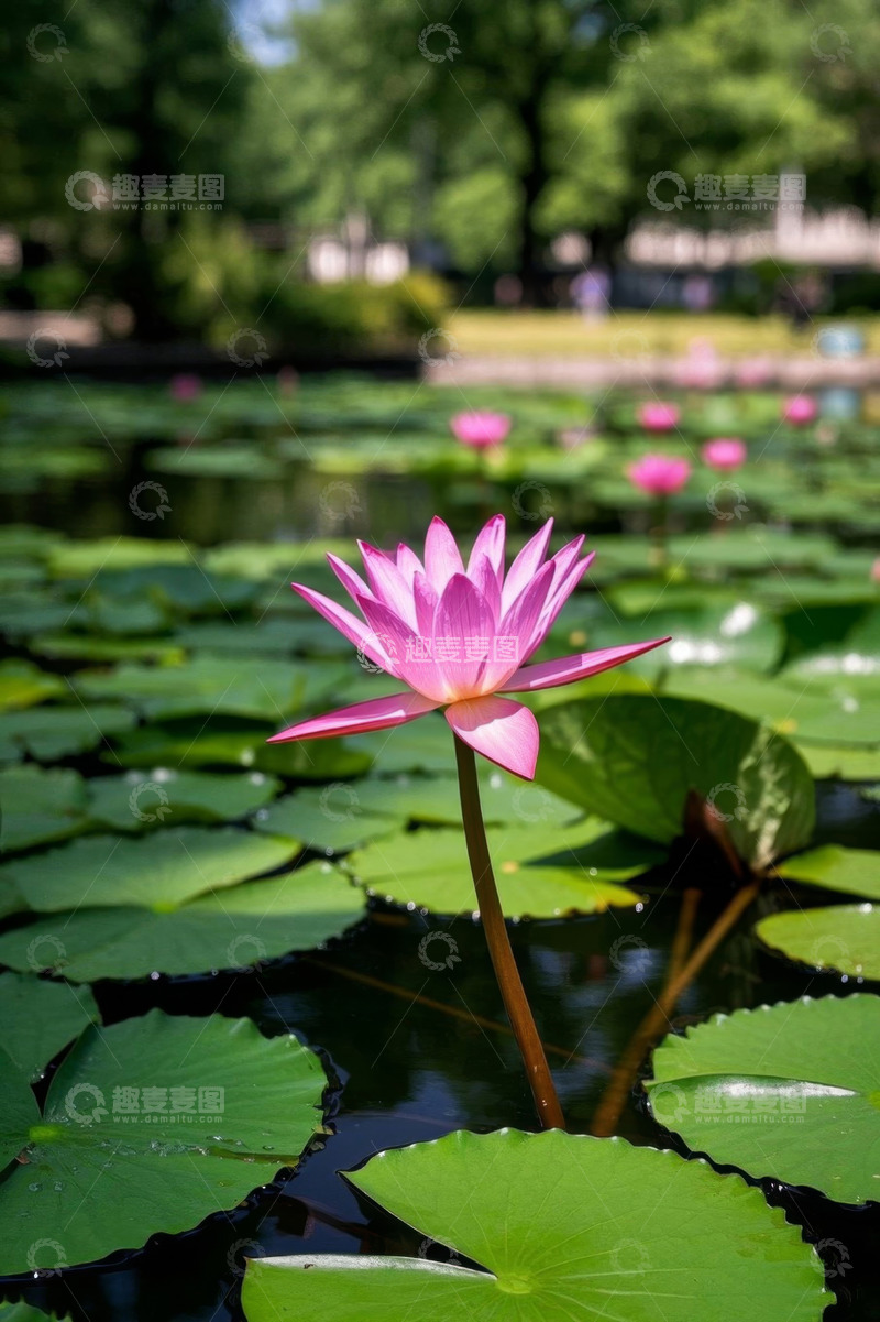 高清大图下载【趣麦麦图】池塘中盛开的粉色睡莲