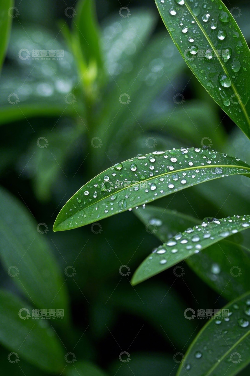 高清大图下载【趣麦麦图】带水珠的绿色植物叶片
