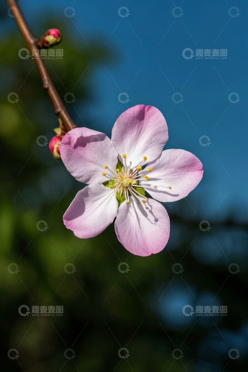 高清大图下载【趣麦麦图】特写绽放的粉色花朵