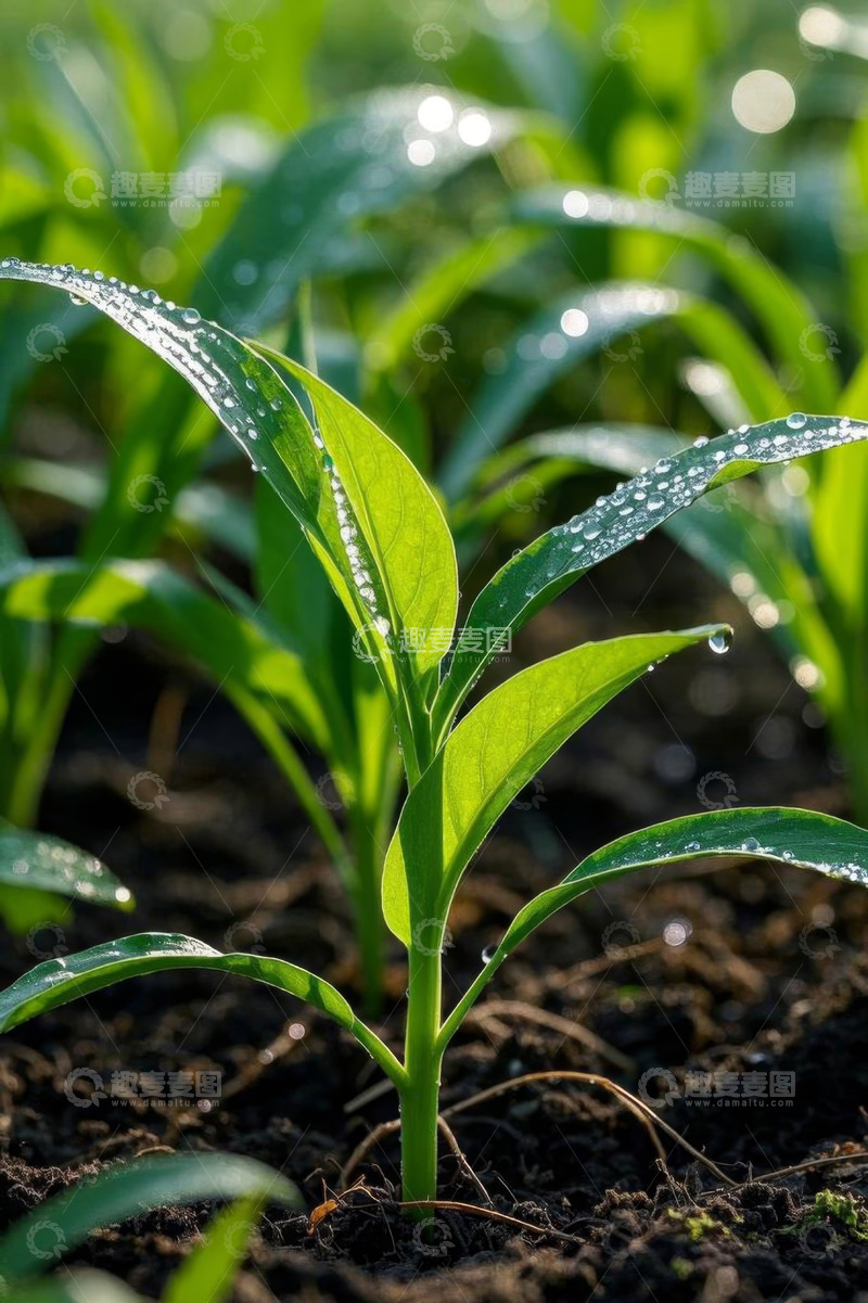高清大图下载【趣麦麦图】清晨带露珠的嫩绿植物