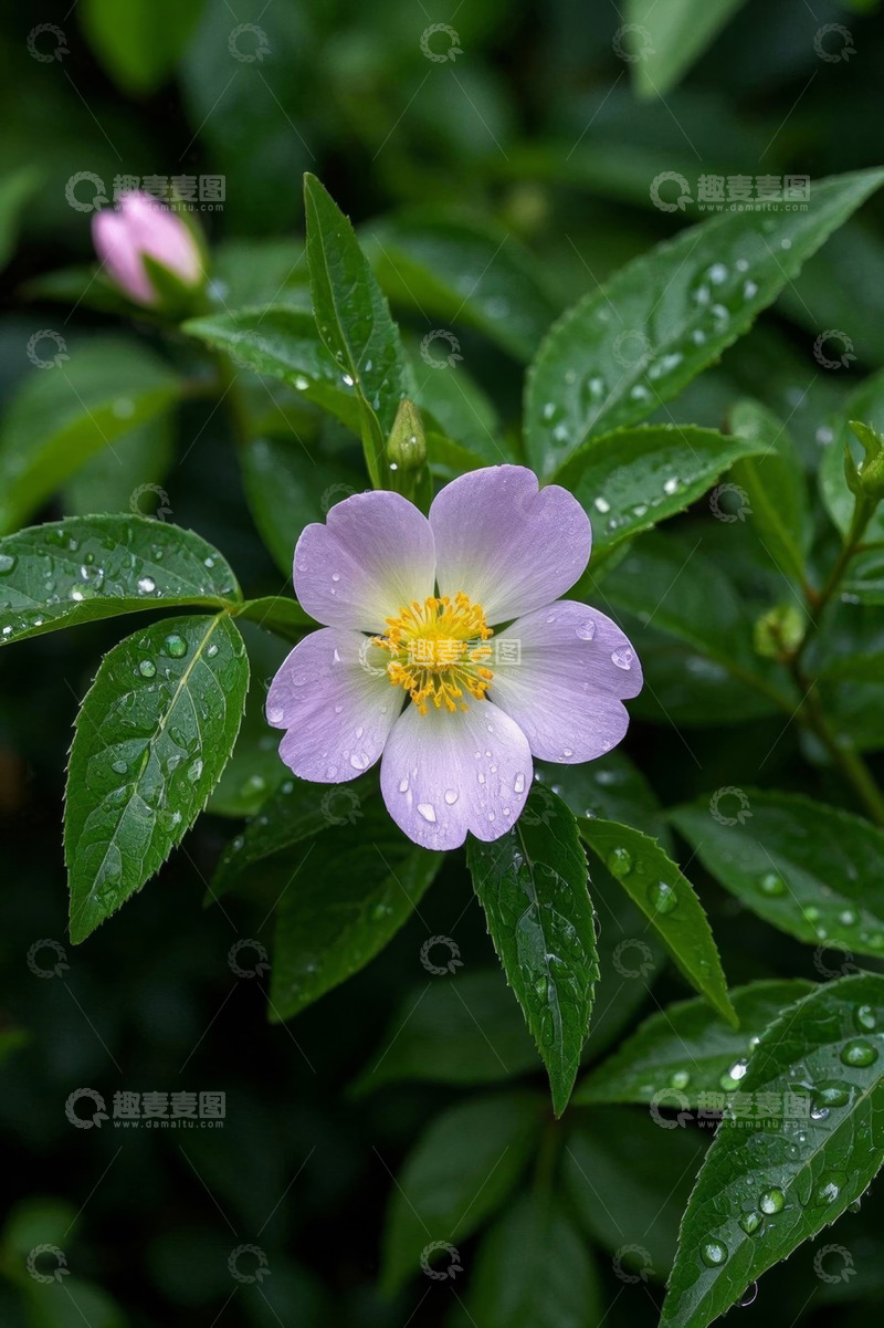 高清大图下载【趣麦麦图】带水珠的紫色花朵与绿叶