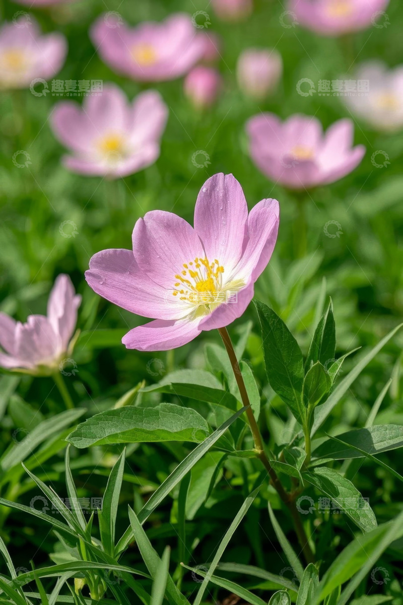 高清大图下载【趣麦麦图】粉色花卉特写