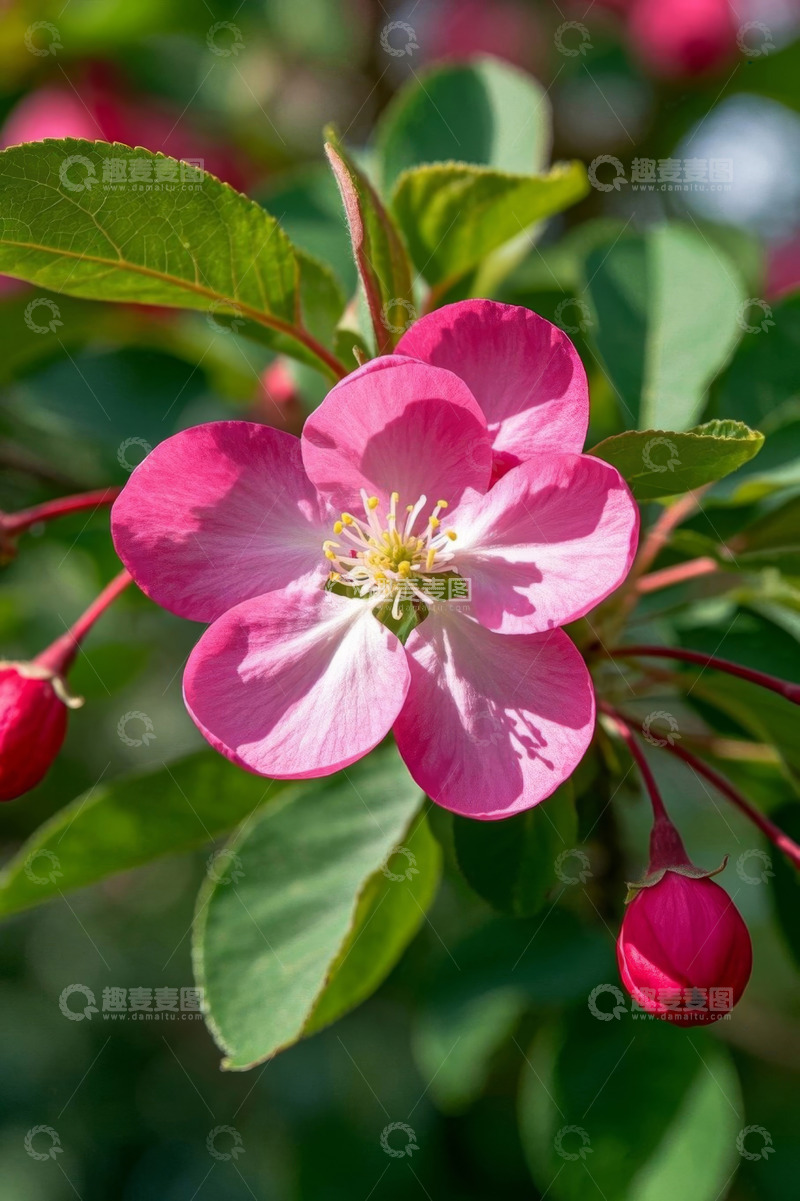 高清大图下载【趣麦麦图】粉色盛开的花朵特写