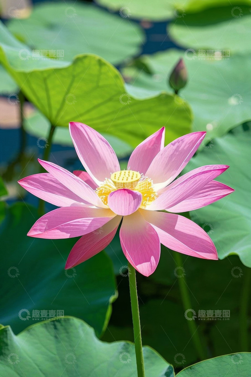 高清大图下载【趣麦麦图】盛开的粉色荷花与荷叶