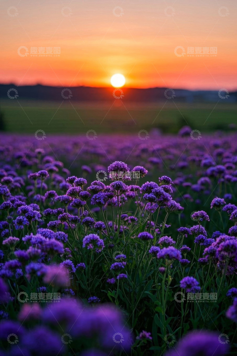 高清大图下载【趣麦麦图】日落时分紫色花田景观