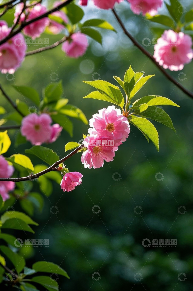 高清大图下载【趣麦麦图】盛开的粉红色樱花特写