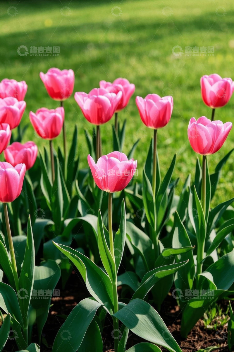 高清大图下载【趣麦麦图】草地上盛开的粉色郁金香