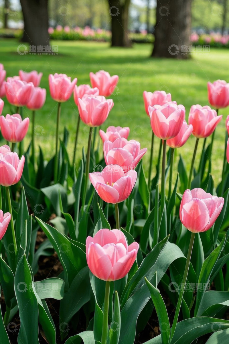 高清大图下载【趣麦麦图】公园中盛开的粉色郁金香